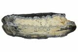 Mammoth Molar Slice with Case - South Carolina #165115-1